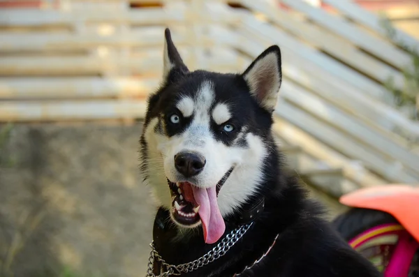 Portrait de chien husky aux yeux bleus sibériens — Photo