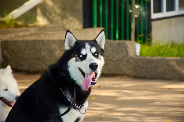 Portrait de chien husky aux yeux bleus sibériens — Photo