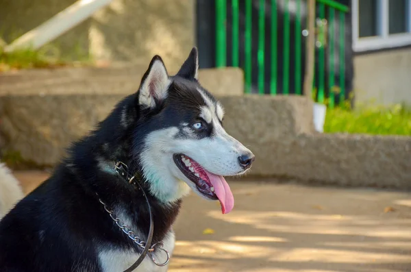 Portrait de chien husky aux yeux bleus sibériens — Photo