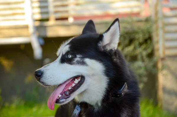 Siberische blauwe ogen husky hond portret — Stockfoto