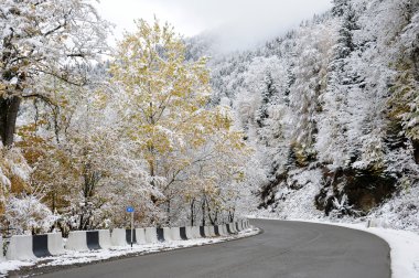 Kafkas Dağları ormanda yol. kış kar, sis ve çam ağaçları. Borjomi yoldan Bakuriani, Georgia