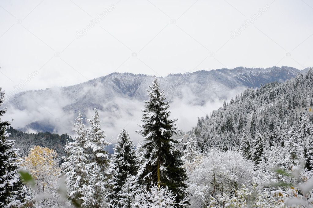 Caucasus mountains in winter, pine tree forest, snow and fog. view from Bakuriani, Georgia
