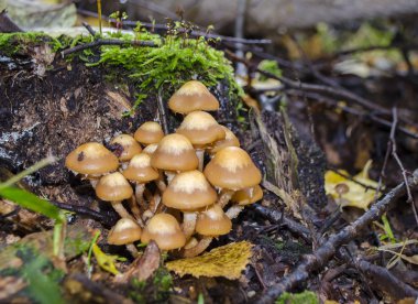 mantar mantar bir güdük üzerinde