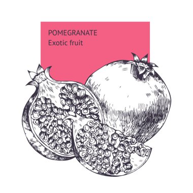 Nar meyve. Elle çizilmiş vektör kroki. Arka plan, duvar kağıdı, fon, desen. Şablon baskı, kartpostallar, web tasarım, reklam için