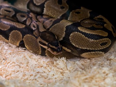 piton yılan odaklanmak bu kafa ve göz kısa yakın çekim ve bulanıklık