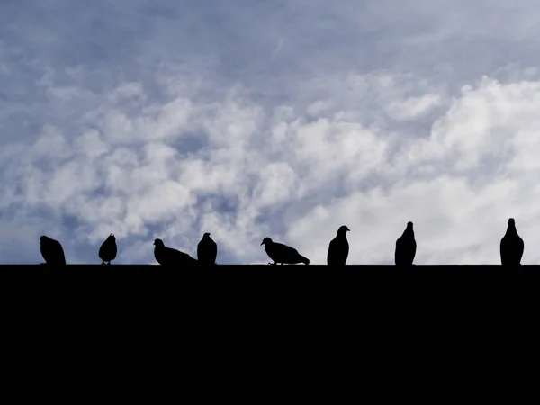 Foto silhueta do pombo pombo-da-rocha pássaros sentados no ro — Fotografia de Stock