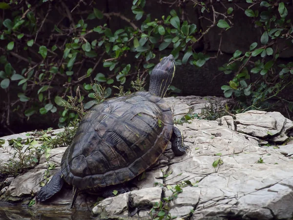 За спиной маленькая черепаха, стоящая на скале рядом. — стоковое фото