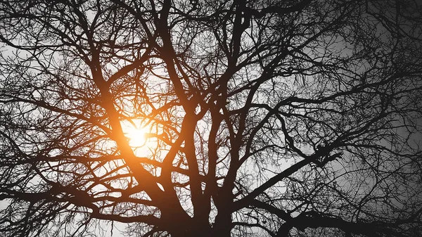 L'arbre derrière le soleil sur un fond noir — Photo