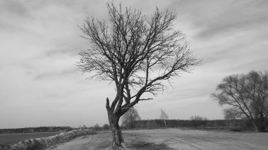 Bir yalnız ağaç ayakta isolted bir alanda kar ile kışın olduğunu.