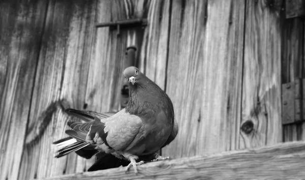 कबूतर। मुफ्त सफेद कबूतर सड़क पर चल रहा है। वीआईपी कबूतर। एक कबूतर। महत्वपूर्ण कबूतर। गंभीर कबूतर। सूर्य के प्रकाश के नीचे कबूतर। पार्क में कबूतर। सफेद कबूतर। सुंदर कबूतर। स्ट्रीट कबूतर। भोजन ढूंढना कबूतर। सबसे अच्छा कबूतर — स्टॉक फ़ोटो, इमेज