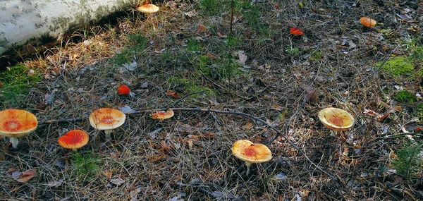Den prickiga Röd flugsvamp i höst skog. Svamp på en glänta i höstens svamp skog. Svamp med rött lock eller — Stockfoto