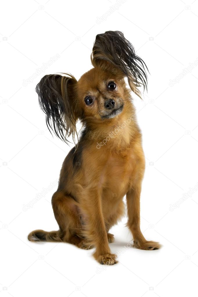 Brown longhaired Russian Toy Terrier sitting on a white background. Isolated