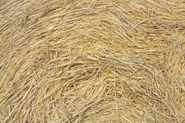 Altın saman, arka plan, doku