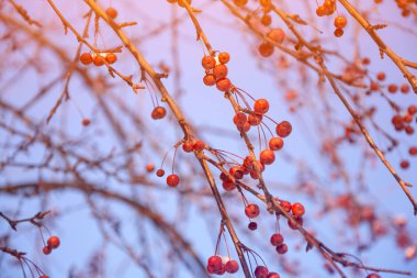 Kış güneş ışığı ile dalında alıç