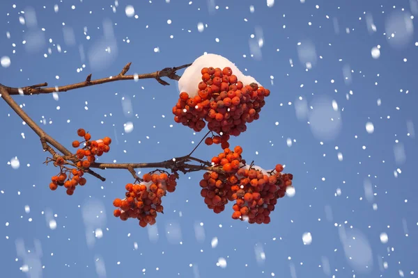 Rowan ramo nella neve su uno sfondo blu Immagine Stock