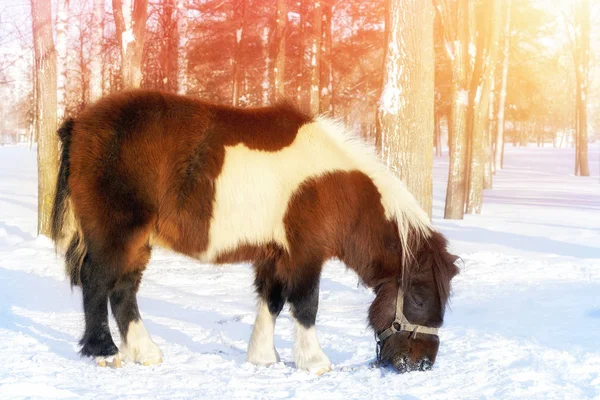 Braunes Pony in einem verschneiten Park — Stockfoto