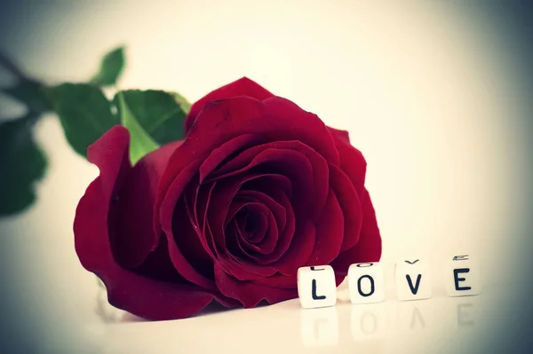Rosa vermelha bonita com a palavra amor em umas contas brancas — Fotografia de Stock