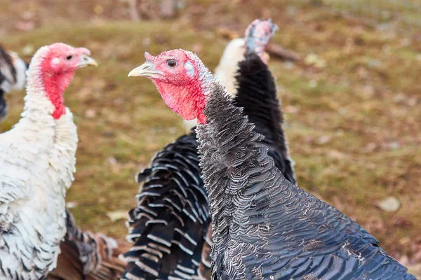 Yurtiçi hindilerle sonbahar sahada yürüyüş
