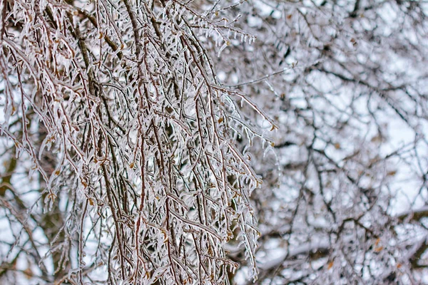 Iced berk bladeren, knoppen, branchs, strenge winter en herfst. — Stockfoto