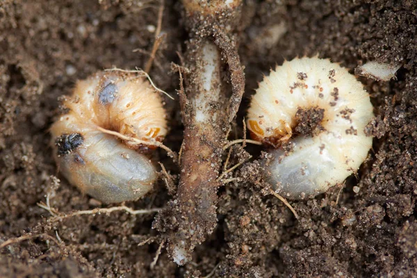 Zararlıları kontrol, böcek, tarım. Bitki kök chafer larva yiyor.