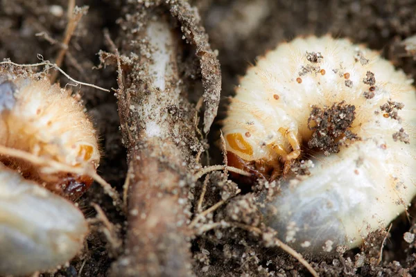 Pests control, insect, agriculture. Larva of chafer eats plant root.