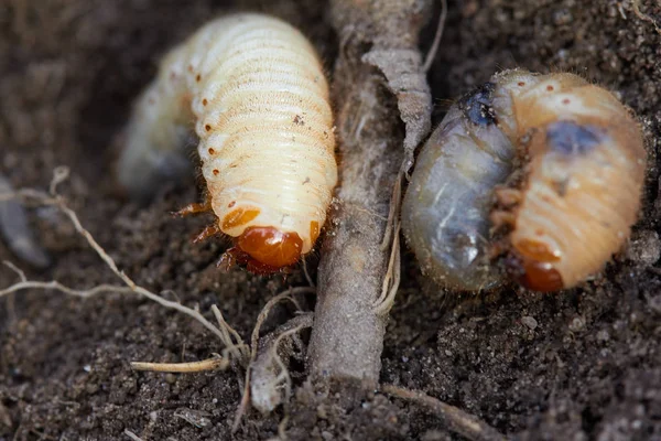 Zararlıları kontrol, böcek, tarım. Bitki kök chafer larva yiyor.