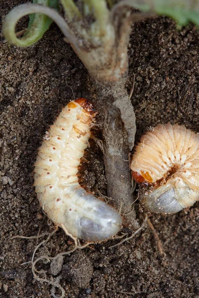 Ongedierte controle, insecten, landbouw. Larve van chafer eet wortel van de plant. — Stockfoto