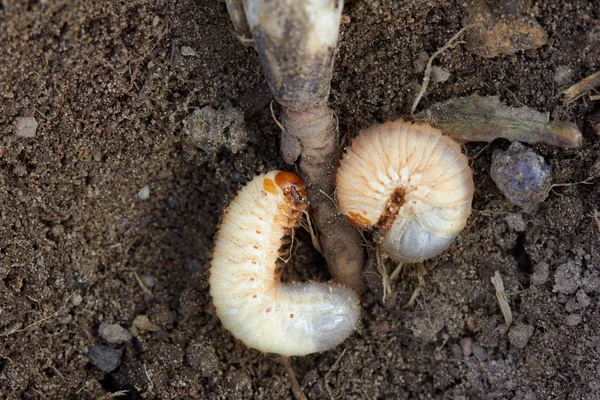 Schädlingsbekämpfung, Insektenbekämpfung, Landwirtschaft. Käferlarve frisst Pflanzenwurzel. — Stockfoto