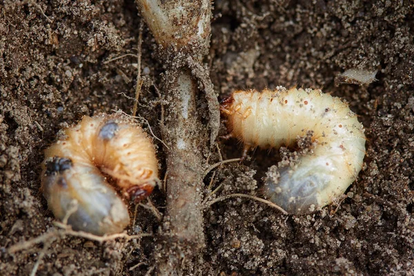 Zararlıları kontrol, böcek, tarım. Bitki kök chafer larva yiyor.