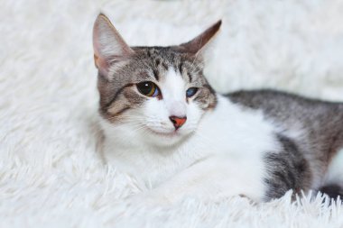 Kedi hasta, yaralı, şehrin sokaklarında, güvensizlik, görünümün üzerinden kurtardı korkuyorum. Dünya gün evcil hayvan, hayvan barınağı için kavramlar.