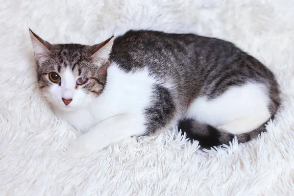 Kedi hasta, yaralı, şehrin sokaklarında, güvensizlik, görünümün üzerinden kurtardı korkuyorum. Dünya gün evcil hayvan, hayvan barınağı için kavramlar.