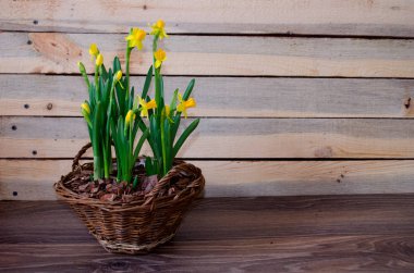 Bahar nergis ahşap arka plan üzerinde rustik hasır sepet içinde