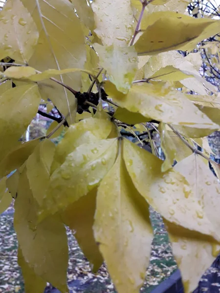 Sonbaharda yaprakların arasında yürüyorum.