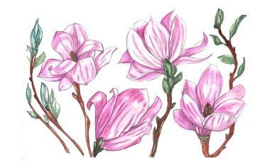 suluboya manolya izole, manolya çiçeği,