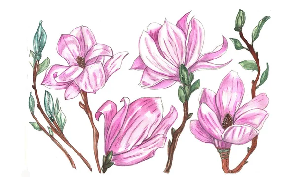 suluboya manolya izole, manolya çiçeği,