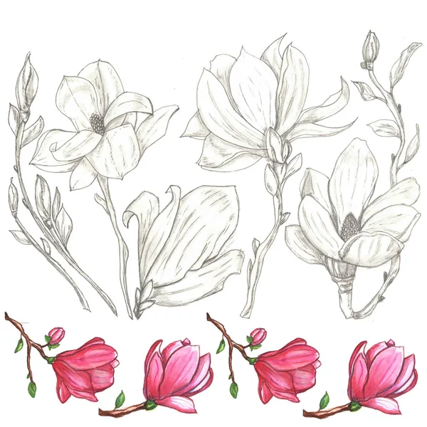 küçük manolya kenarlı monokrom manolyası