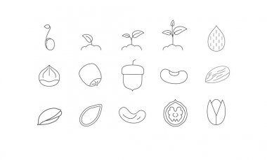 Fındık ince çizgi sanat Icons set. Doğrusal stil semboller üzerinde beyaz izole.