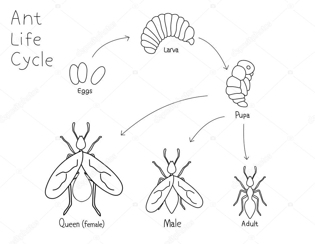 Simple drawing ant life cycle. Black and white vector illustration