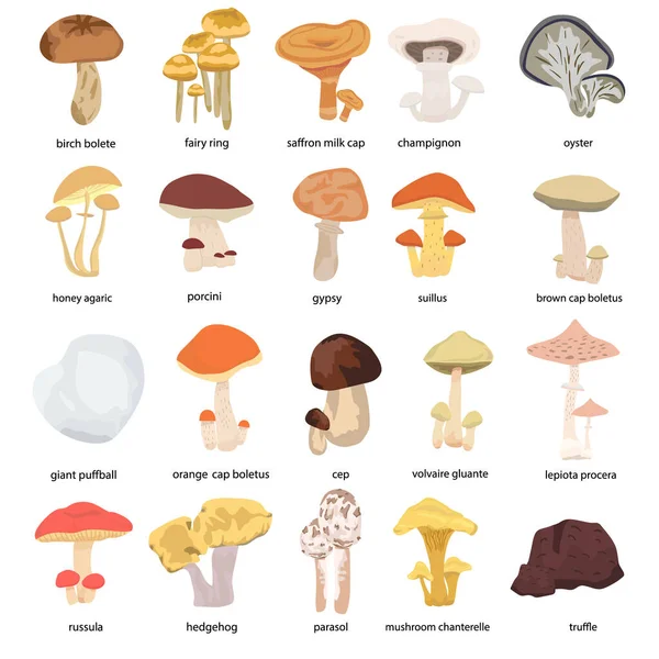 Set Funghi Diversi Funghi Della Foresta Isolati Sullo Sfondo Bianco — Vettoriale Stock