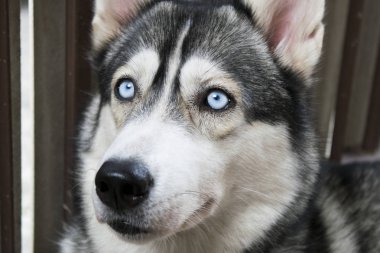 Mavi gözlü Sibirya husky köpek üzerinde kapat.