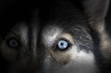 Sibirya husky köpek içinde karanlık mavi göz üzerinde kapat.