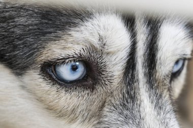 Mavi gözlü Sibirya husky köpek üzerinde kapat.