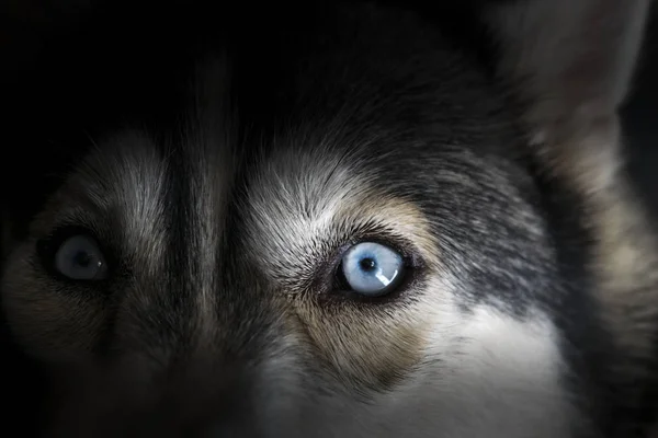 Close up on blue eye of Siberian husky dog in dark. — Stock Photo, Image