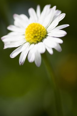 Küçük tatlı papatya