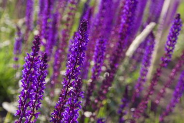 Küçük mor çiçekler