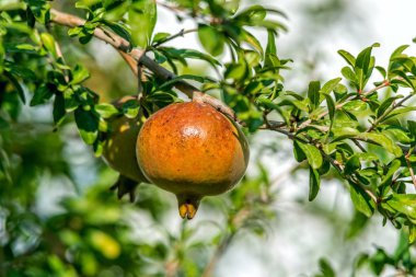 Nar nar ağacı üzerinde.
