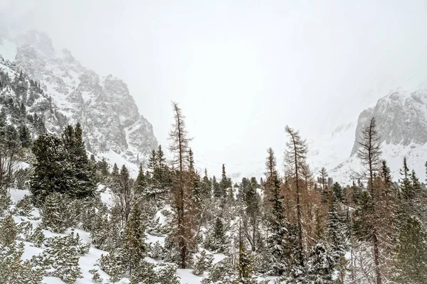 Winter in der Hohen Tatra. — Stockfoto