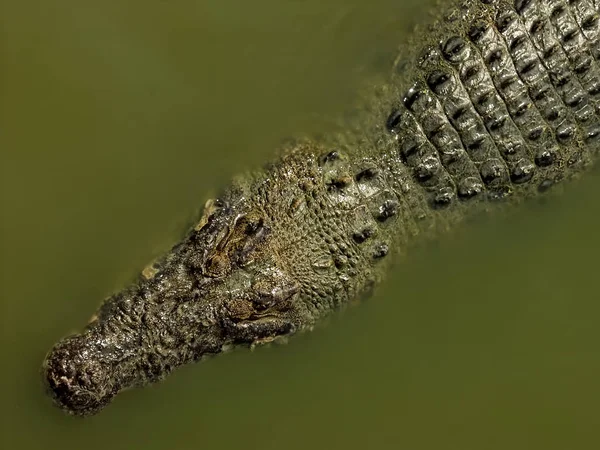 Krokodile auf einem Fluss. — Stockfoto