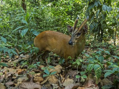 Hint havlayan geyik.