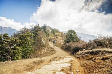 Bir grup insan rododendron ormandan hiking